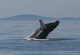 Humpback Whale