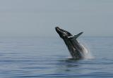 Male Breaker breaching, spy hopping, tail waving