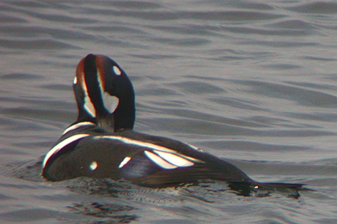 Harlequin Duck