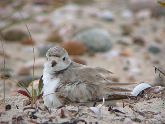 Piping Plover