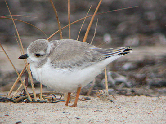 Piping Plover