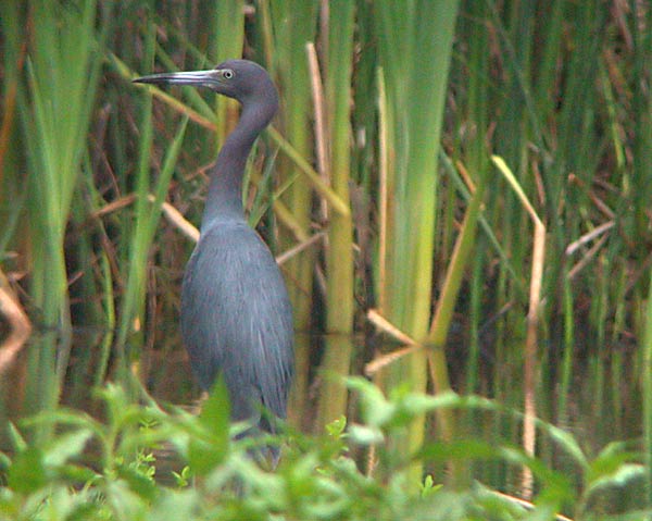 Little Blue Heron