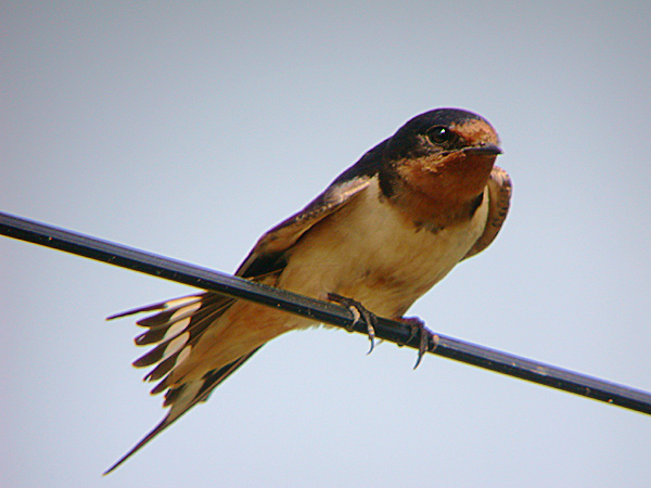 Barn Swallow