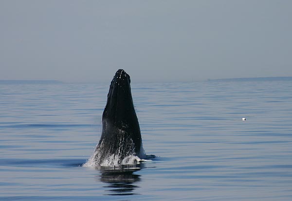 Humpback Whale