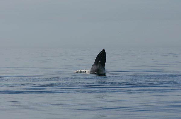 Humpback Whale