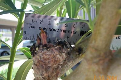 Hummingbird Chicks day 10 measured