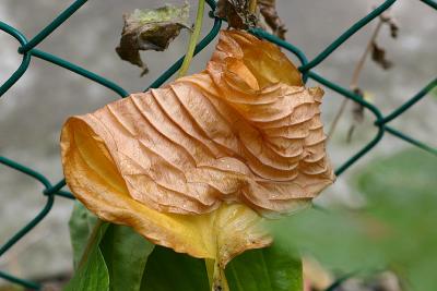 IMG_7047.jpg