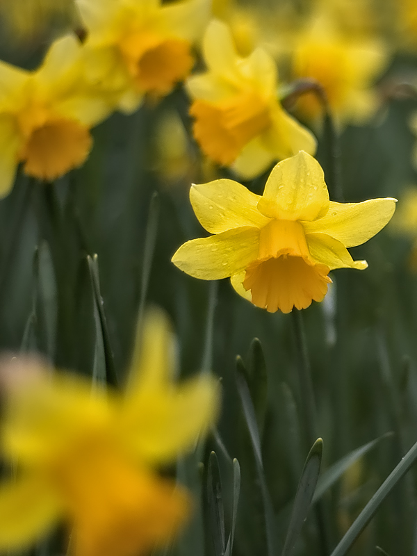 171 Daffies.