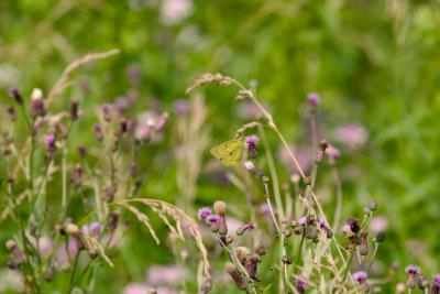 CRW_6047.jpg
