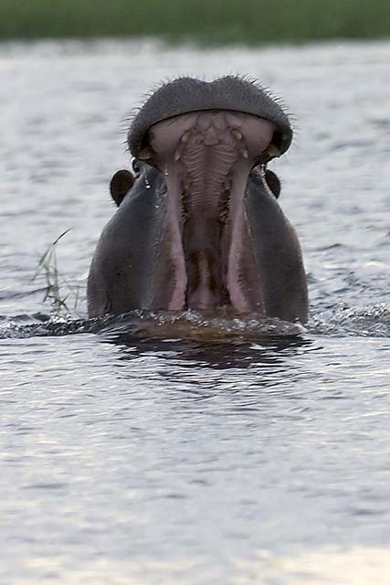 Say Ahhh