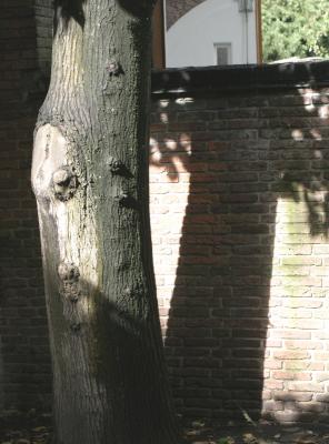 Tree with a Knee