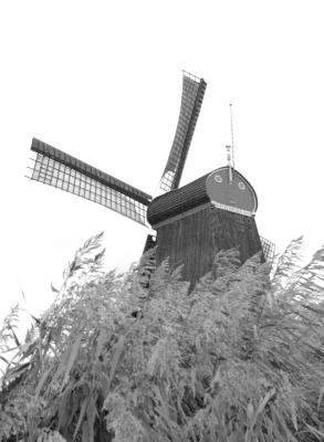 Windmill and sea grass