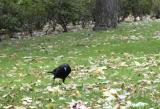 A Crow flies in  from Van Goghs cornfield