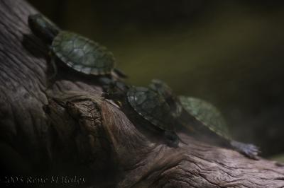 : Turtle Line :