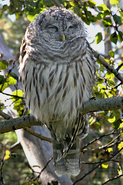 Barred Owl