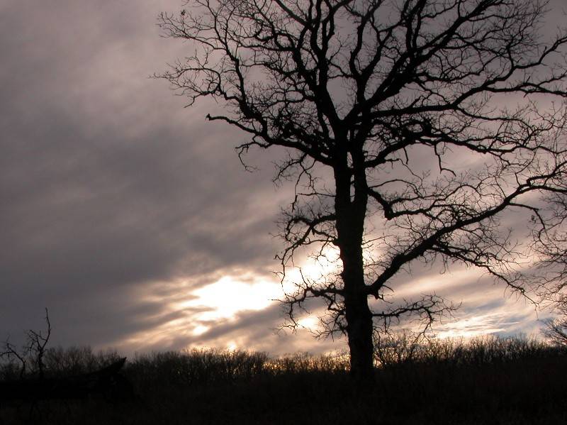 Tree Sihouette