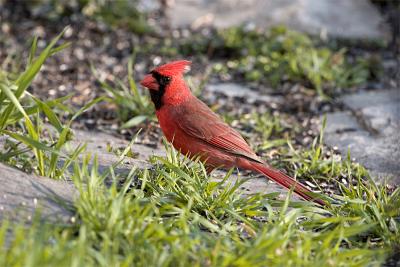 CARDINAL.jpg