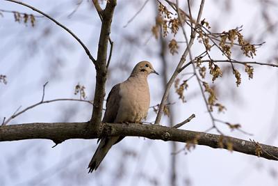 DOVE.jpg