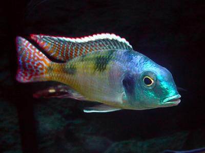 Lethrinops marginatus red flush