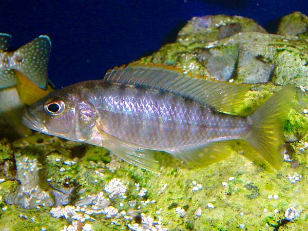 Sciaenochromis psammophilus Electric Blue Kande