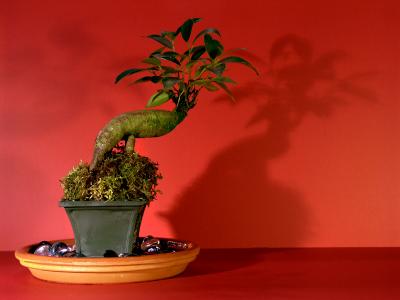 Bonsai.jpg