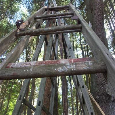Old Ladders.jpg