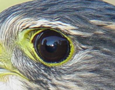 Eye of a Merlin