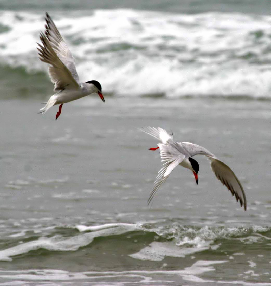 IMG_1285 terns_a.jpg