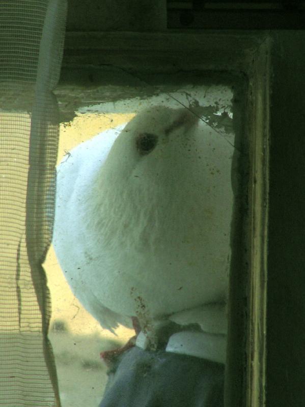 Windowclean