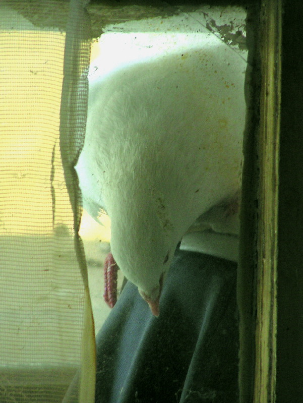 Peckpeck