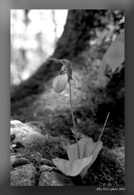 u34/highpeak/medium/34804568.wildflower.jpg