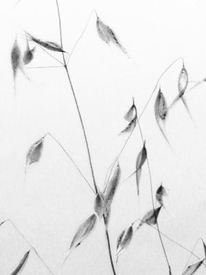 weeds-bw.jpg
