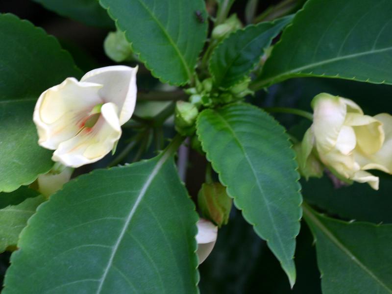 White Impatiens