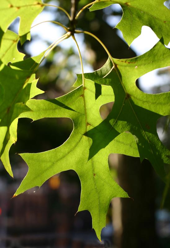 Oak Foliage