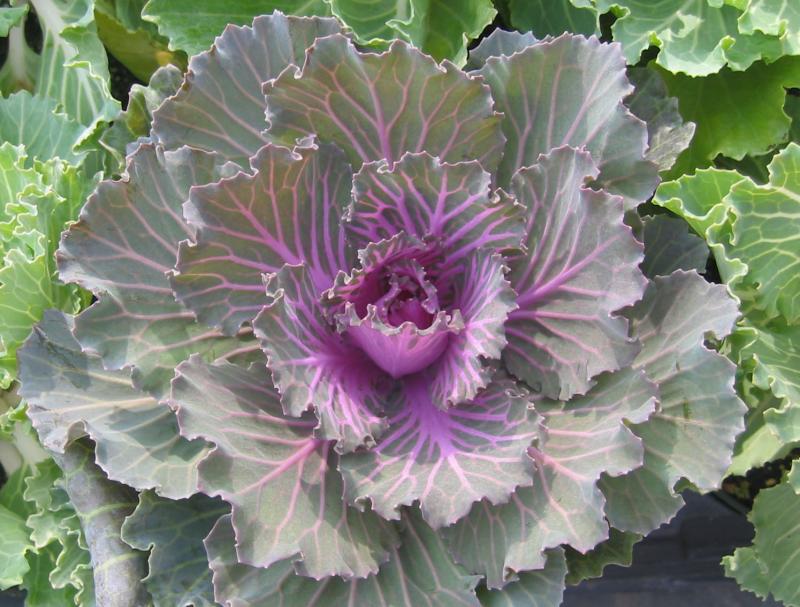 Ornamental Cabbage