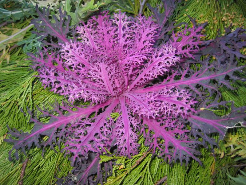 Ornamental Cabbage