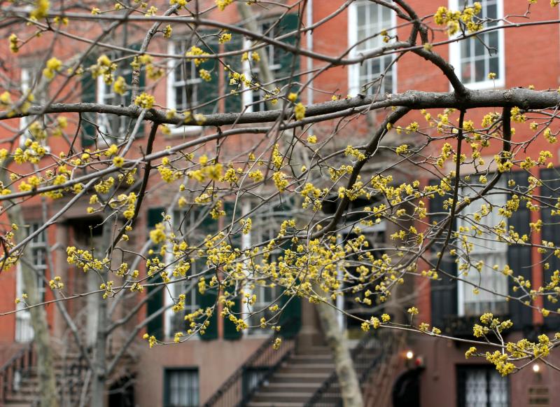 WSN Spring Buds
