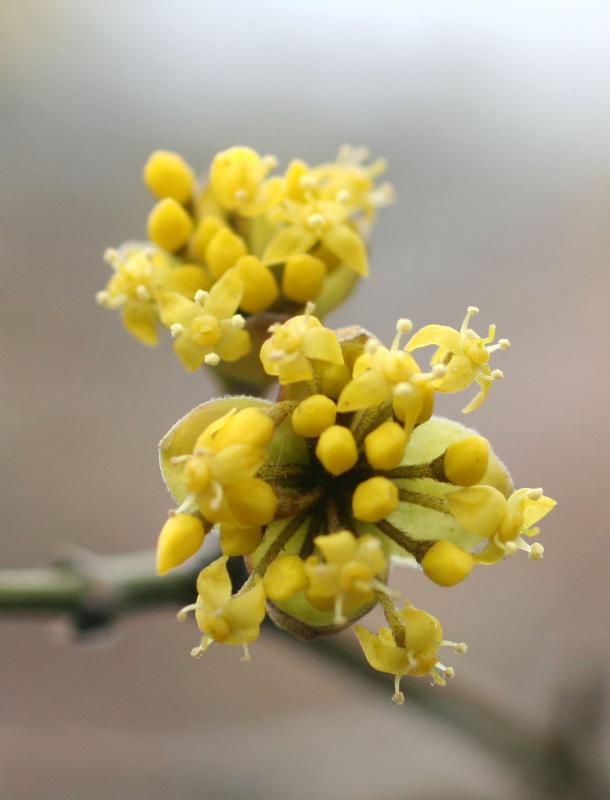 Cornus mas Dogwood Bud