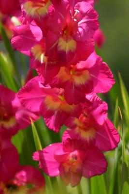 First Gladiolas 