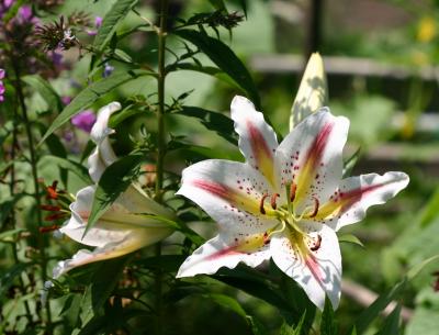 White & Red Lily