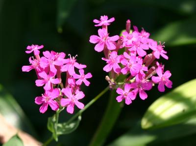 Phlox