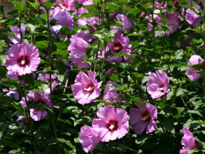 Hibiscus Bush with Pink Flowers LPCG