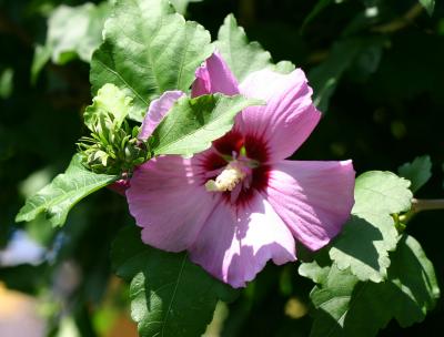 Hibiscus