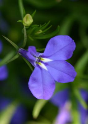 Unknown Tiny Blue Flower LPCG