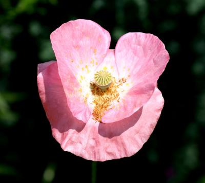 Pink Poppy