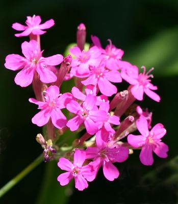 Phlox