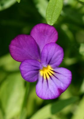 Miniature Violet Pansy LPCG