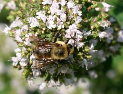 Bee on Oregano Blossoms LPCG