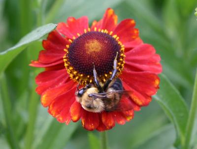 Bee on Sneezeweed Flower