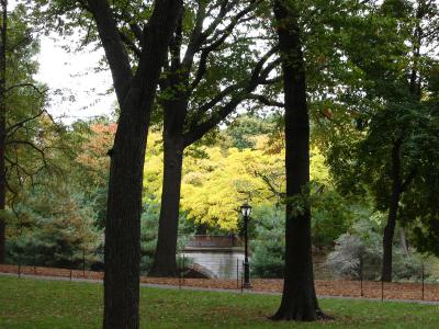 Fall Foliage  -  Central Park West & 70th Street
